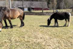 horses