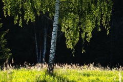 birch
