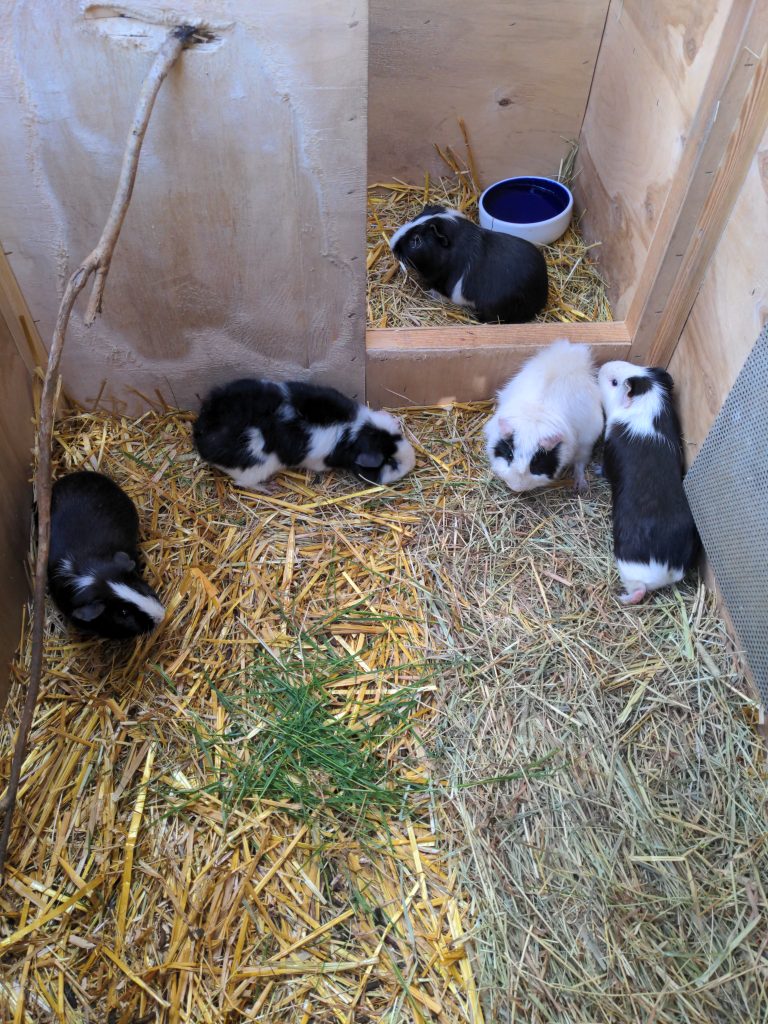 Guinea pigs in the stable