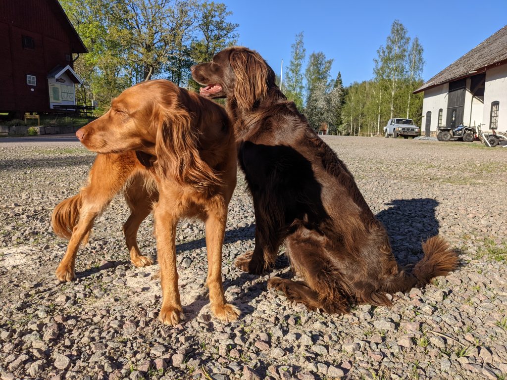 våra hundar (Emmy och Ida)